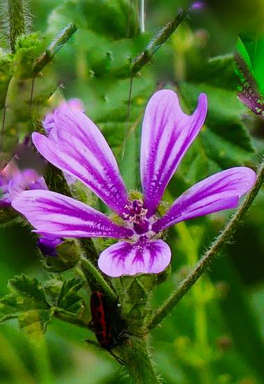 Lola.arlandi en Hamelin: Flora  (Mollet del Vallès), Malva sylvestris, #floral21 #
Flor natural
