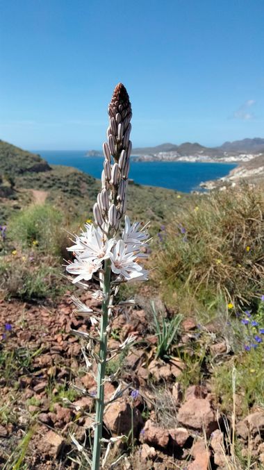 Solerantonio2 en Hamelin: Flora  (Níjar), Planta Varilla de san José 