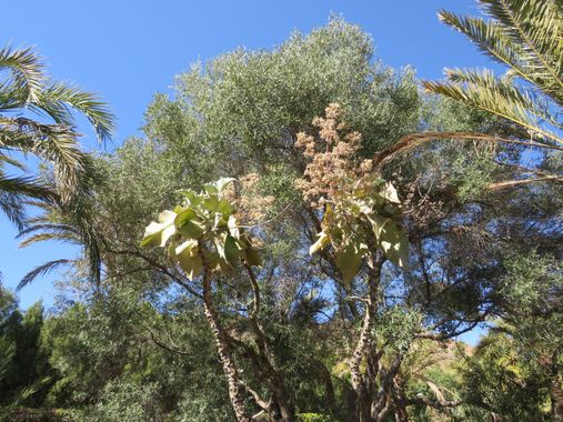 Solerantonio2 en Hamelin: Flora  (Níjar), Kalanchoe beharensis, Planta