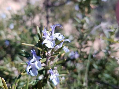Miguelacuario36 en Hamelin: Flora  (Roche), Rosmarinus officinalis