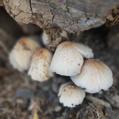 beluuuu2020 en Hamelin: Observación, Hongos de los árboles
