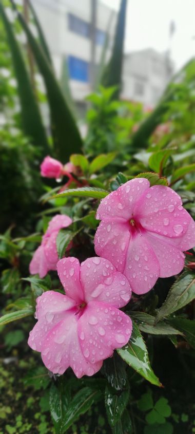 Krished en Hamelin: Flora, Durante la lluvia