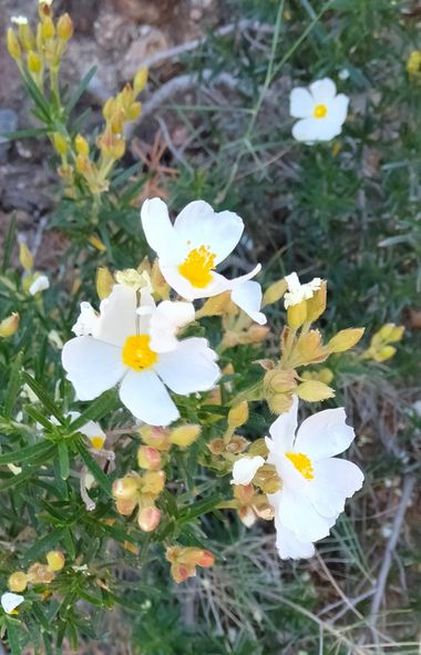 Solerantonio2 en Hamelin: Flora  (Padules), Cistus clusii, Planta