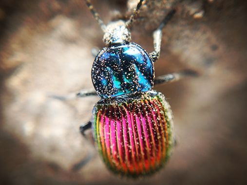 Berenicelujan en Hamelin: Fauna  (La Laguna), #insectos #fauna 