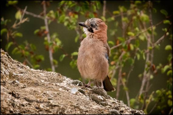 Salvapf en Hamelin: Fauna  (Sant Salvador de Guardiola), Garrulus glandarius (Linnaeus, 1758), Los habitantes del bosque
#apfb 