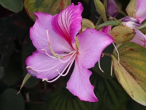 Jonathanmartinbedia0007 en Hamelin: Flora, Bauhinia variegata, 📸@