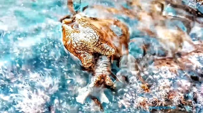 Óliver📷 en Hamelin: Fauna, 