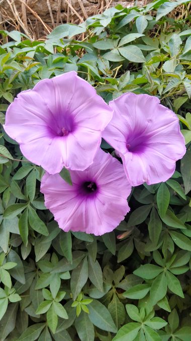Solerantonio2 en Hamelin: Flora  (Almería), Ipomoea cairica, Planta
