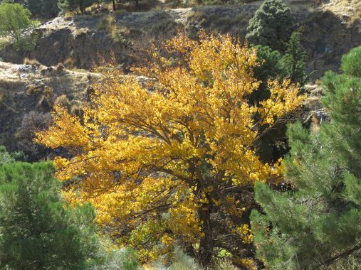 Solerantonio2 en Hamelin: Paisaje  (Gérgal), Paisaje
