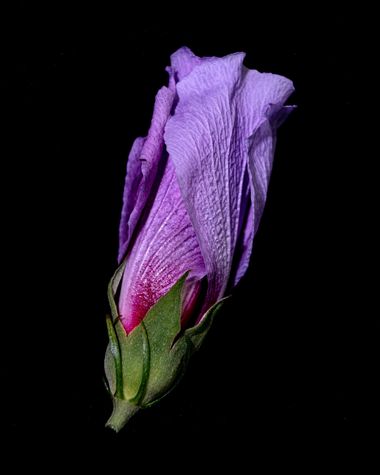 3pnoe6 en Hamelin: Flora  (Sant Feliu de Codines), #rosadesiria#ibiscus#flor#colores#texturas#arbusto