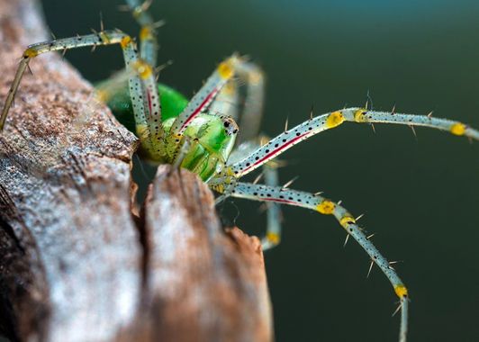 Dracaena.photo en Hamelin: Fauna  (Málaga), Araña lince verde (Peucetia viridis), #araña #peucetiaviridis #fauna #naturaleza 