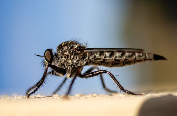 ComunicarCaminante en Hamelin: Fauna  (Muravera), Neoitamus cyanurus (Loew, 1849), Depredadorea de depredapradores..


#insectos #hamelin #cumplehamelin 