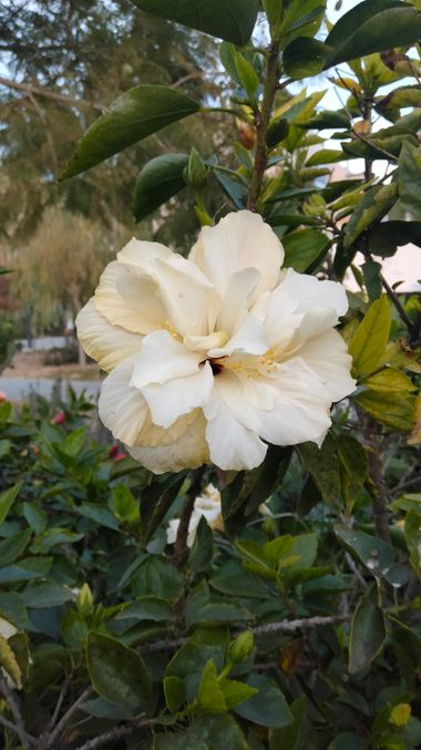 Solerantonio2 en Hamelin: Flora  (Almería), Hibiscus rosa-sinensis, Planta