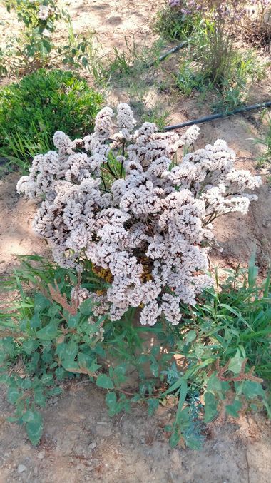 Solerantonio2 en Hamelin: Flora  (Avenida del Mediterráneo), Planta