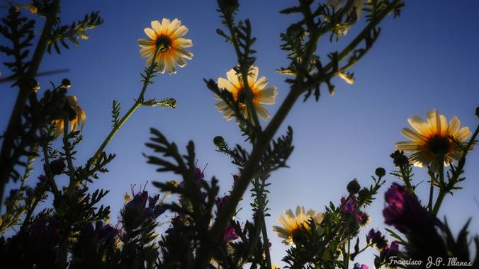 fjavier.illanes en Hamelin: Flora  (Alhaurín de la Torre), Glebionis coronaria, Flores en primavera