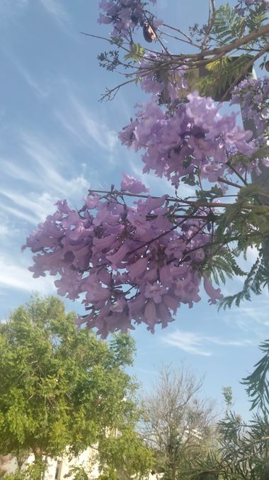 Solerantonio2 en Hamelin: Flora  (Almeria), Jacaranda mimosifolia, Planta