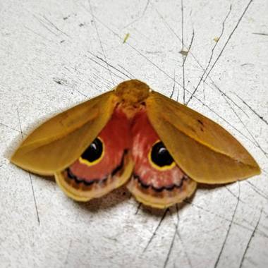 alejandrogeorgeos en Hamelin: Fauna, Extraña mariposa....😍😍
