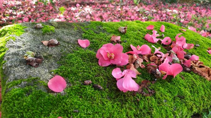 Corisca en Hamelin: Paisaje, Manto rosado