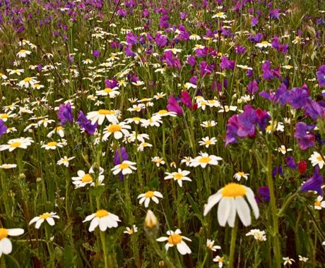Zahra en Hamelin: Flora  (Alcolea de Calatrava), #spring #flower #naturelover #nature #plant 🌼
