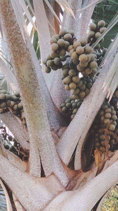 Solerantonio2 en Hamelin: Flora  (Almería), Bismarckia nobilis, Planta