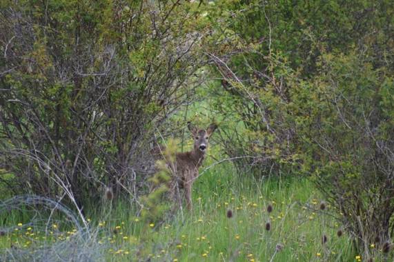 Belenhernandezg en Hamelin: Fauna  (Soto del Real), #fauna21 