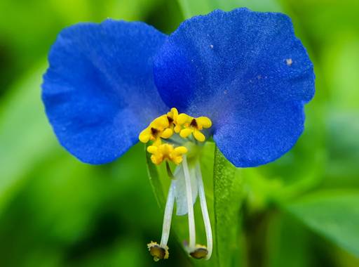 Rosa N. en Hamelin: Flora  (Picón), Commelina communis, Flor silvestre de apenas 3 cm.
#macro #flor #flora 