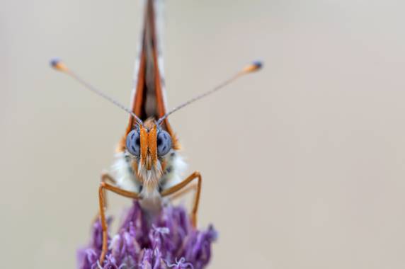Ignicapillus en Hamelin: Fauna  (La Guingueta d'Àneu), La semana pasada, al fin, pude comprarme un objetivo macro, tras toda una vida de no poder hacer fot...
