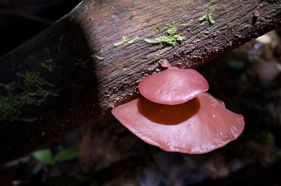 Michael_vinasco en Hamelin: Observación  (Ansermanuevo), #flora #fungi