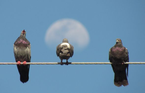 Dimaswaterlover en Hamelin: Fauna  (Medellín), #columbalivia #nature #moon #birds #photo 