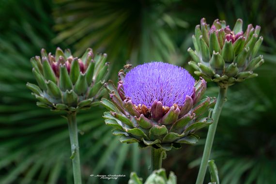 Josep.gabalda en Hamelin: Flora  (Barcelona), Cynara scolymus, #apfb