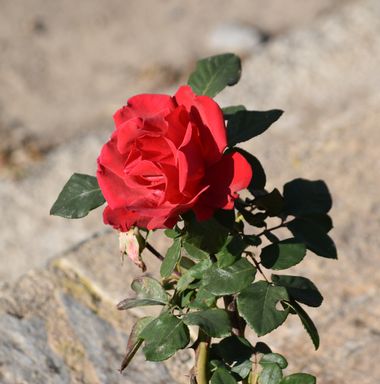 Solerantonio2 en Hamelin: Flora  (Almería), Rosa chinensis, Rosas de jardin