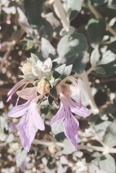 Solerantonio2 en Hamelin: Flora  (Almería), Teucrium fruticans, Planta