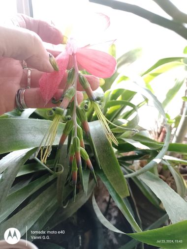 GrachuV. en Hamelin: Flora, Billbergia nutans, 🌺🌺🌺🌺🌺🌺