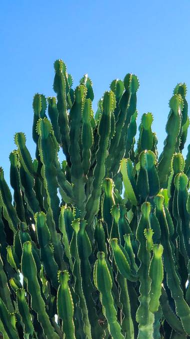 dianaruizmorales.82 en Hamelin: Paisaje  (Murcia), Cactus gigantes !