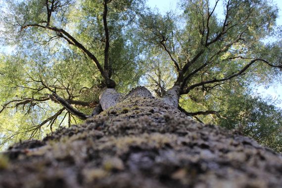 XxPrOzMeNxX en Hamelin: Flora, #arbol #arboles #baum #blätter #branches #cafe #celeste #cielo #coffee #colores #colours #colour #farben #grün #green #hoja...