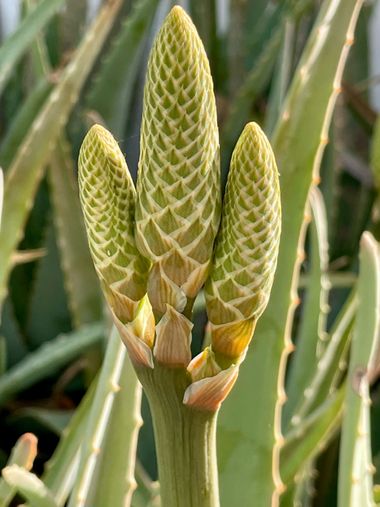 Juanatlantida82 en Hamelin: Flora, Aloe vera, Flores