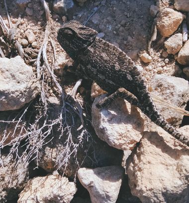 Solerantonio2 en Hamelin: Fauna  (Níjar), Camaleón comun