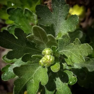 Navarroarevalomariateresa en Hamelin: Flora  (Viesca), Chrysanthemum indicum, Botones de crisantemo.