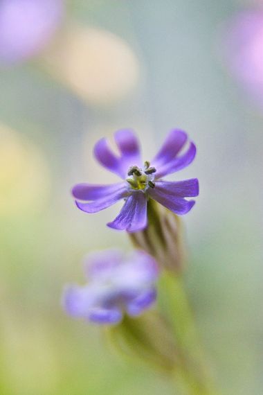 Robert.J en Hamelin: Flora  (Calp), Silene secundiflora Otth, #flor #plantas #calpe #peñondeifach 