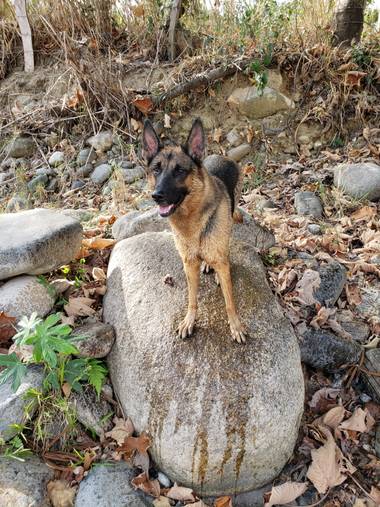 crisdan205 en Hamelin: Fauna 