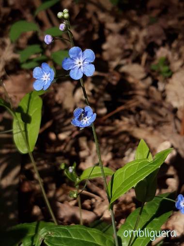 Mpinfante en Hamelin: Flora, Omphalodes verna, .