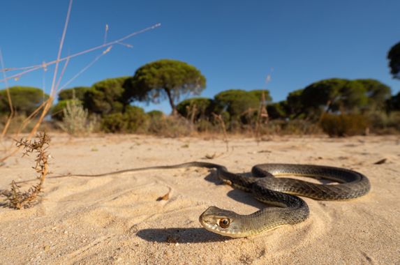 Sara Pérez  en Hamelin: Fauna  (Huelva), Culebra bastarda en su hábitat en Huelva
