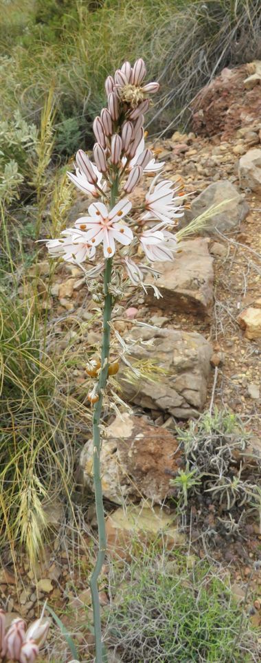 Solerantonio2 en Hamelin: Flora  (Níjar), Planta