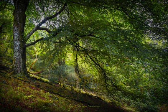 Justi en Hamelin: Paisaje  (Parres), Bosque de la Biescona, Asturias !!!
 #landscape #tres #apfb 