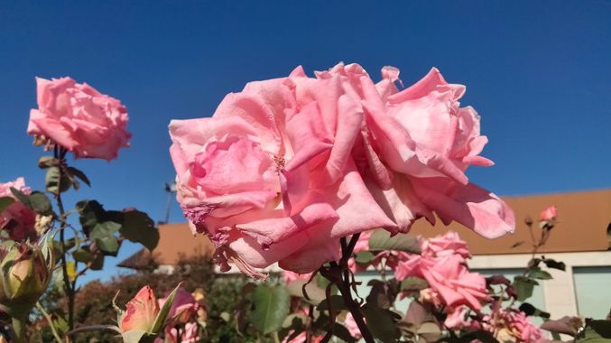 Solerantonio2 en Hamelin: Flora  (Almeria), Rosas de jardin