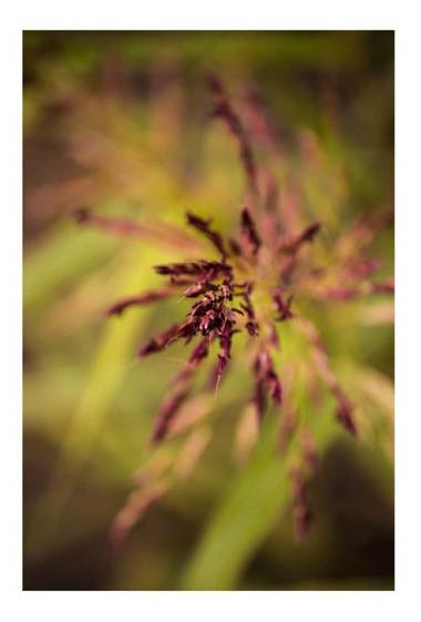 lycumart en Hamelin: Flora  (València), #naturephoto  #naturephotographer #naturephotography #comunidadvalenciana 