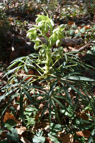 Solerantonio2 en Hamelin: Flora  (Padules), Helleborus foetidus, Planta