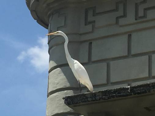 mauricioverbel28 en Hamelin: Fauna  (Lorica), Ardea alba Linnaeus, 1758, #riosinu 
