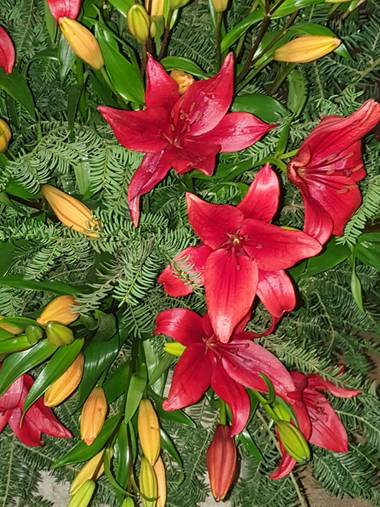 Elenatartalo29 en Hamelin: Flora  (Barcelona), Lilium bulbiferum, Primavera ....