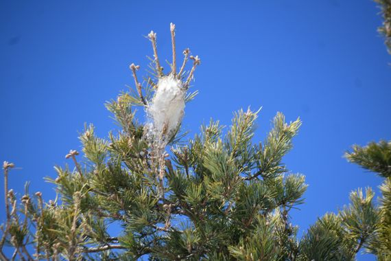 Solerantonio2 en Hamelin: Fauna  (Sorbas), Insectos